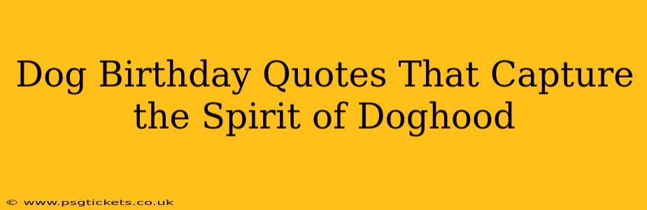 Dog Birthday Quotes That Capture the Spirit of Doghood