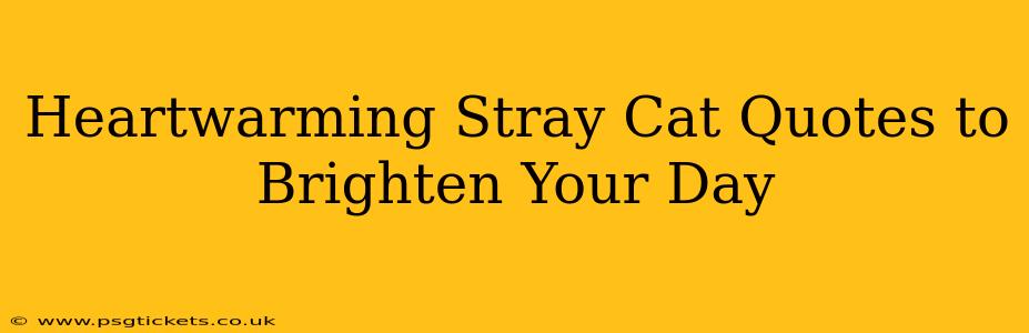 Heartwarming Stray Cat Quotes to Brighten Your Day