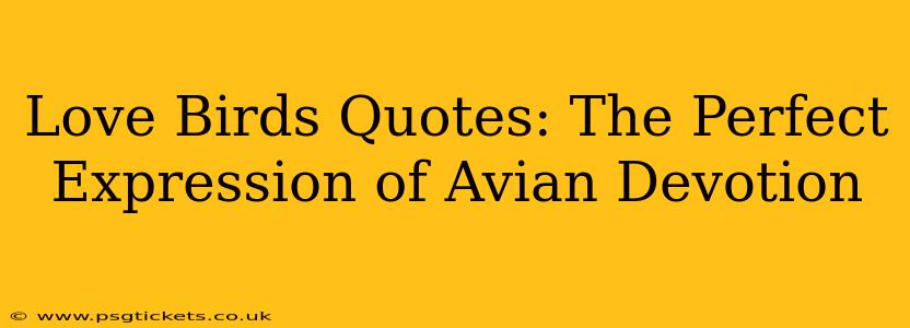 Love Birds Quotes: The Perfect Expression of Avian Devotion