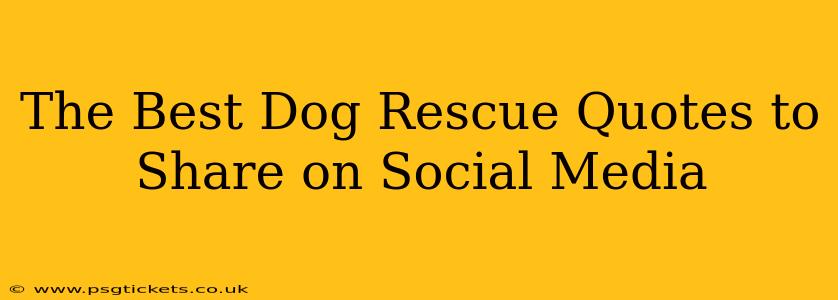 The Best Dog Rescue Quotes to Share on Social Media