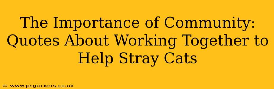 The Importance of Community: Quotes About Working Together to Help Stray Cats