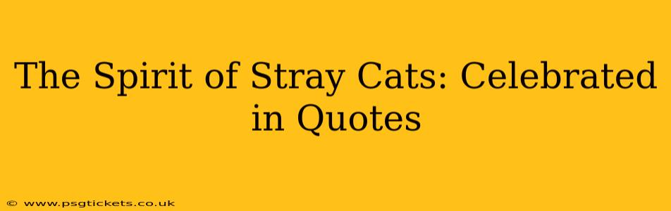 The Spirit of Stray Cats: Celebrated in Quotes